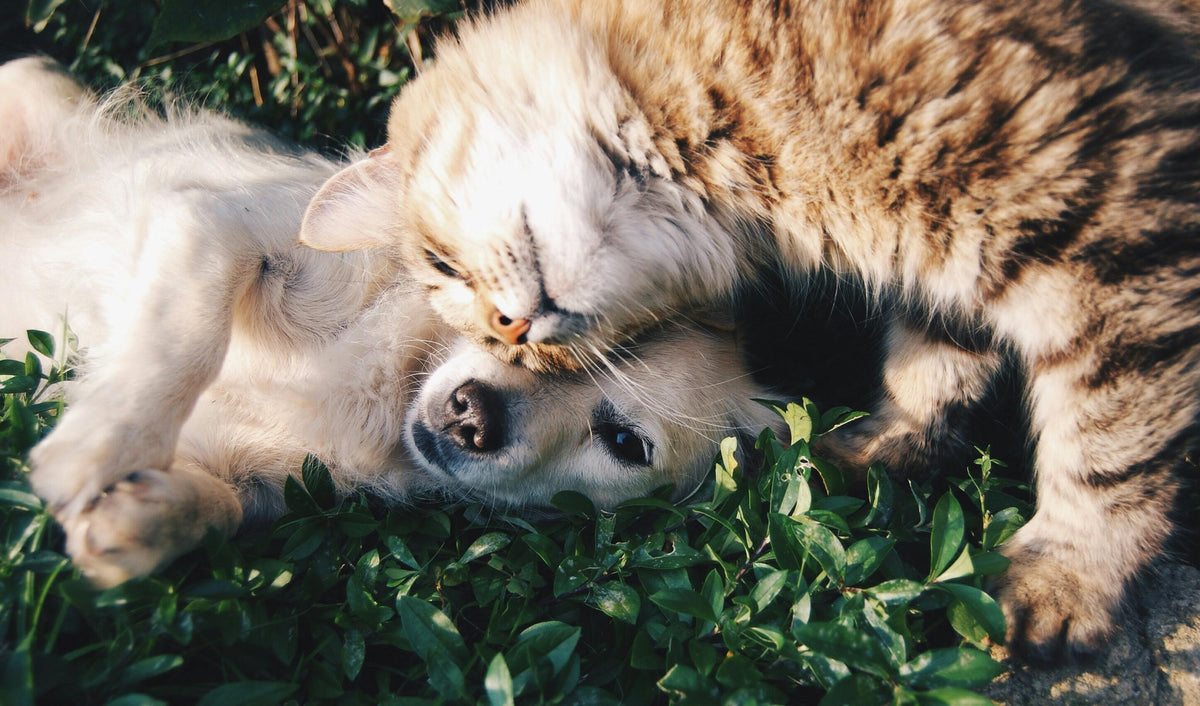 cute cat snuggling with dog outside the loftyloo lounge