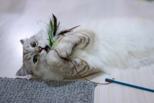 knee high litter box