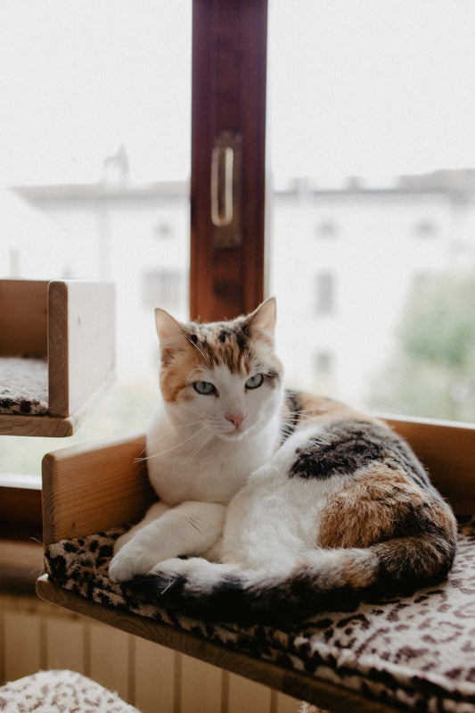 How Can I Reduce Litter Box Odor