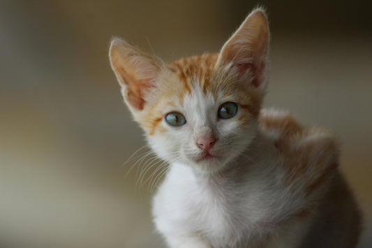 top cat names