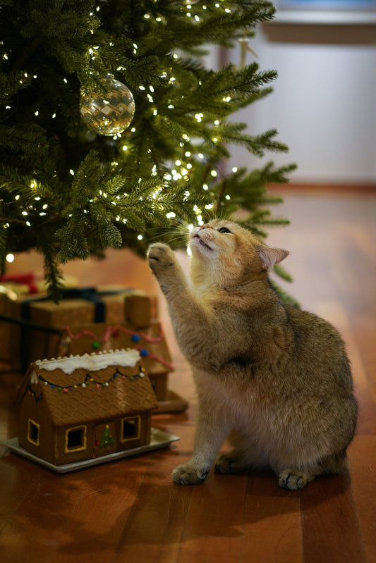 Christmas Trees vs. Cats