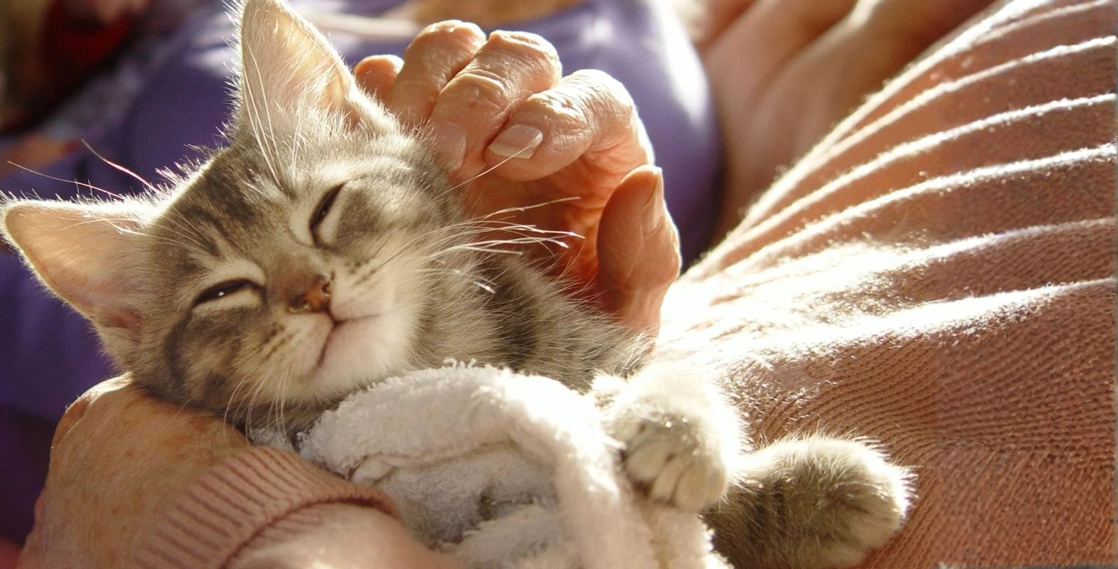 Cat owner holding her cat with an accessible elevated litter box nearby