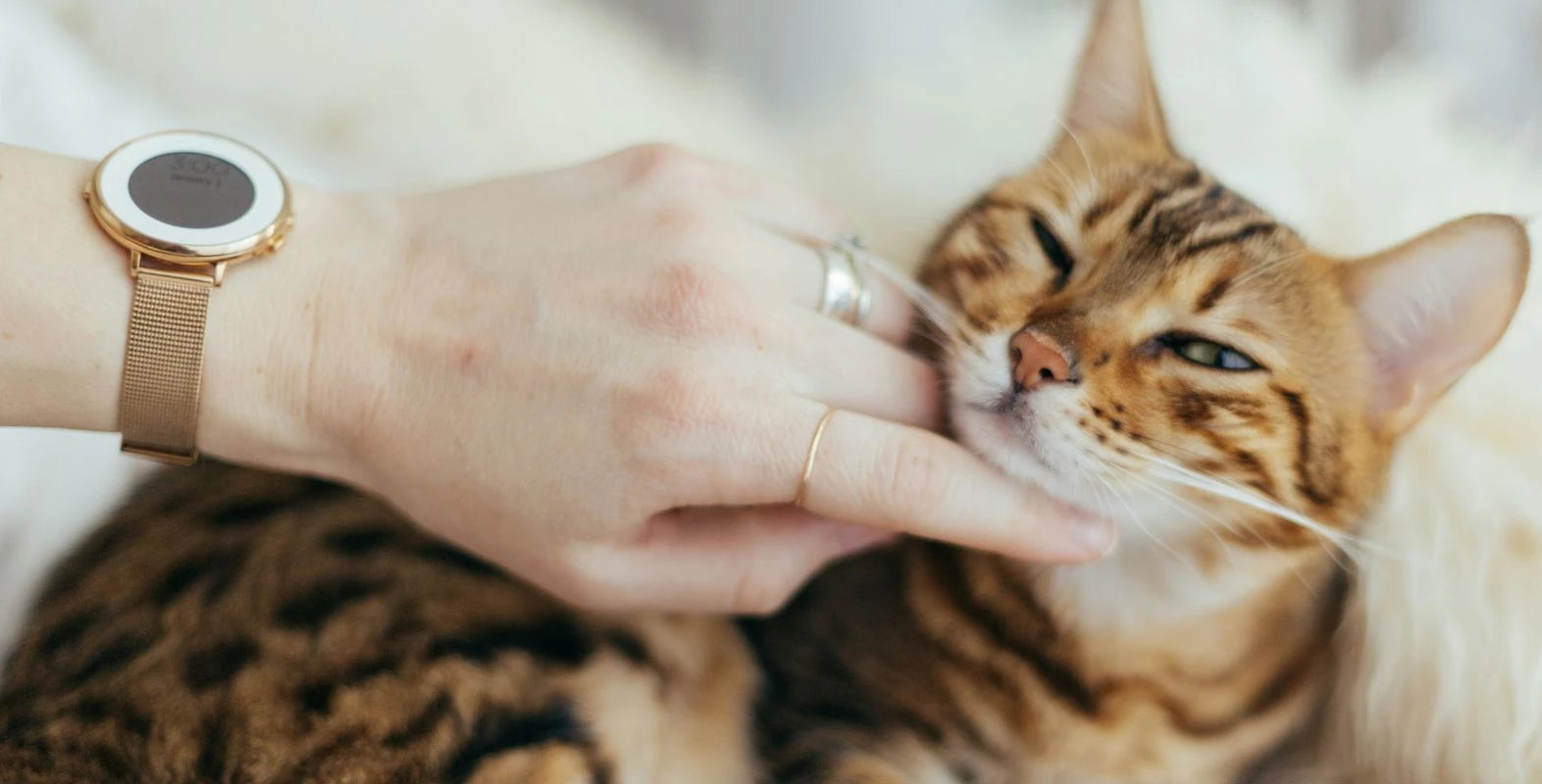 Cat owner petting cat beside an adaptable elevated litter box setup