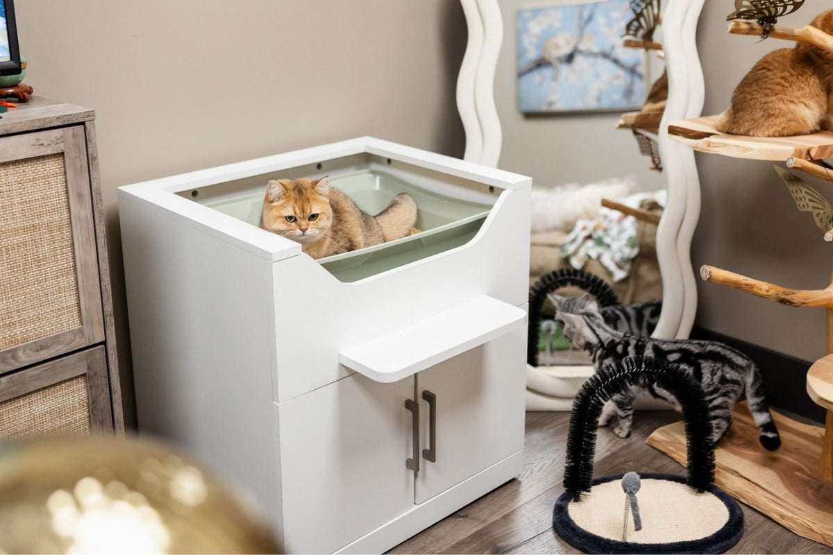 A cat using a LoftyLoo elevated litter box inside the LoftyLoo Lounge while other cats are nearby