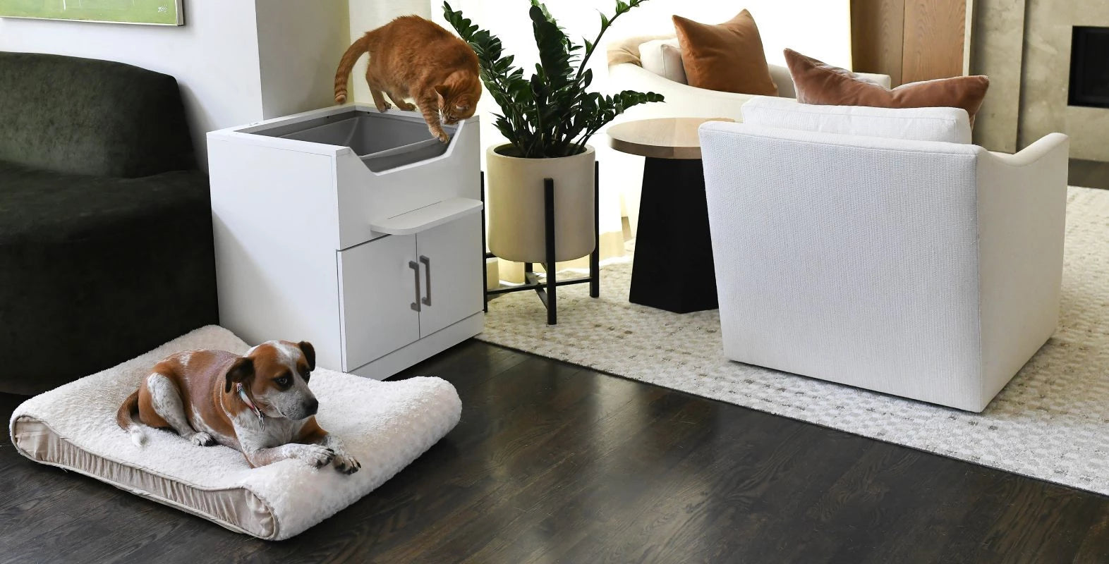 Cat using a luxury cat litter box while a dog sits nearby
