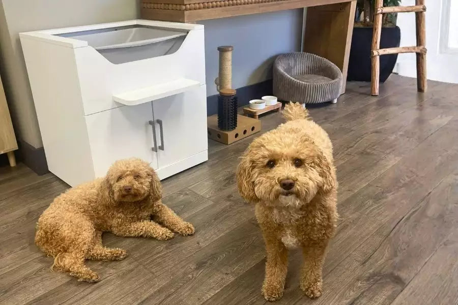 Dog proof litter box keeping two dogs out of the litter