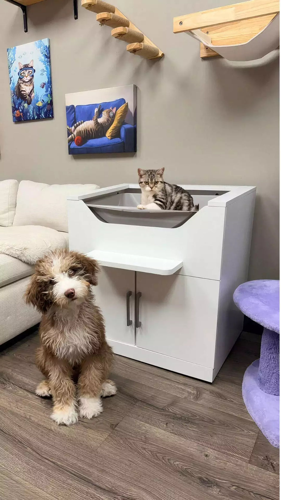 Dog sitting in front of elevated litter box with cat above.