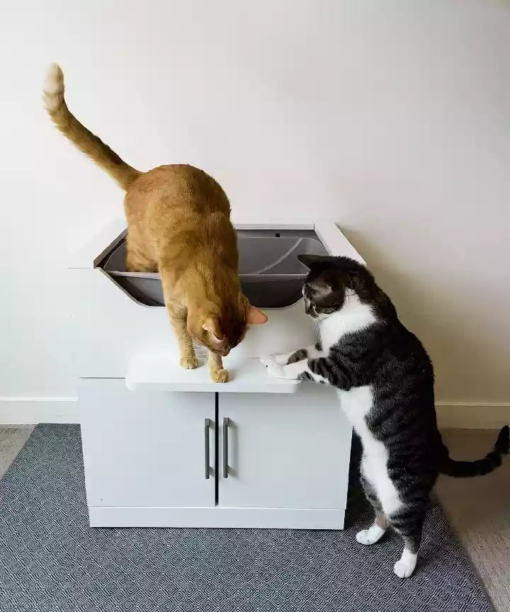 Elevated litter box stand with orange cat on top a white cabinet, while a black-and-white cat stands on its hind legs beside it on a gray carpeted floor.

