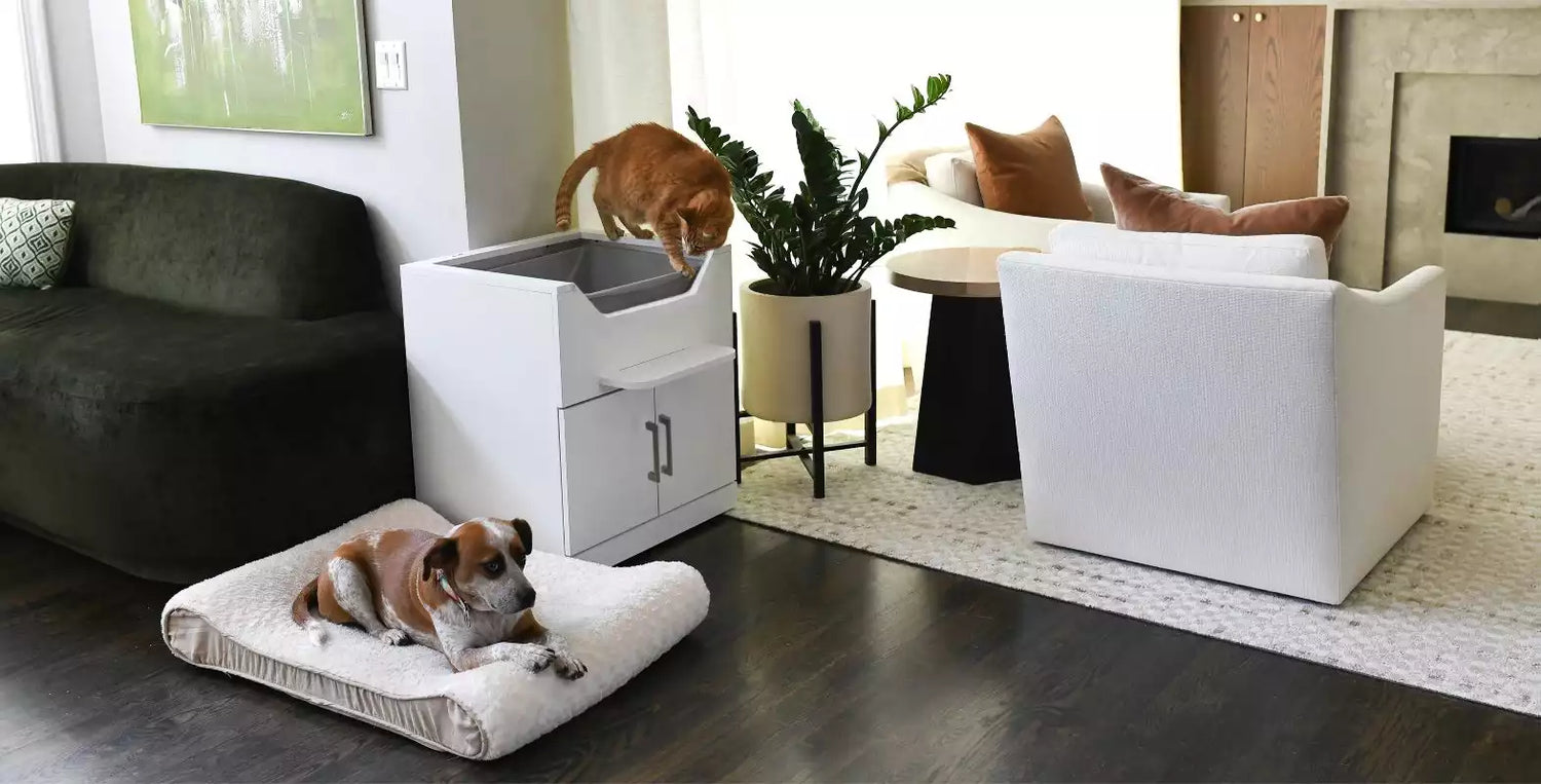 Cat using elevated cat litter box furniture while dog rests nearby in living room