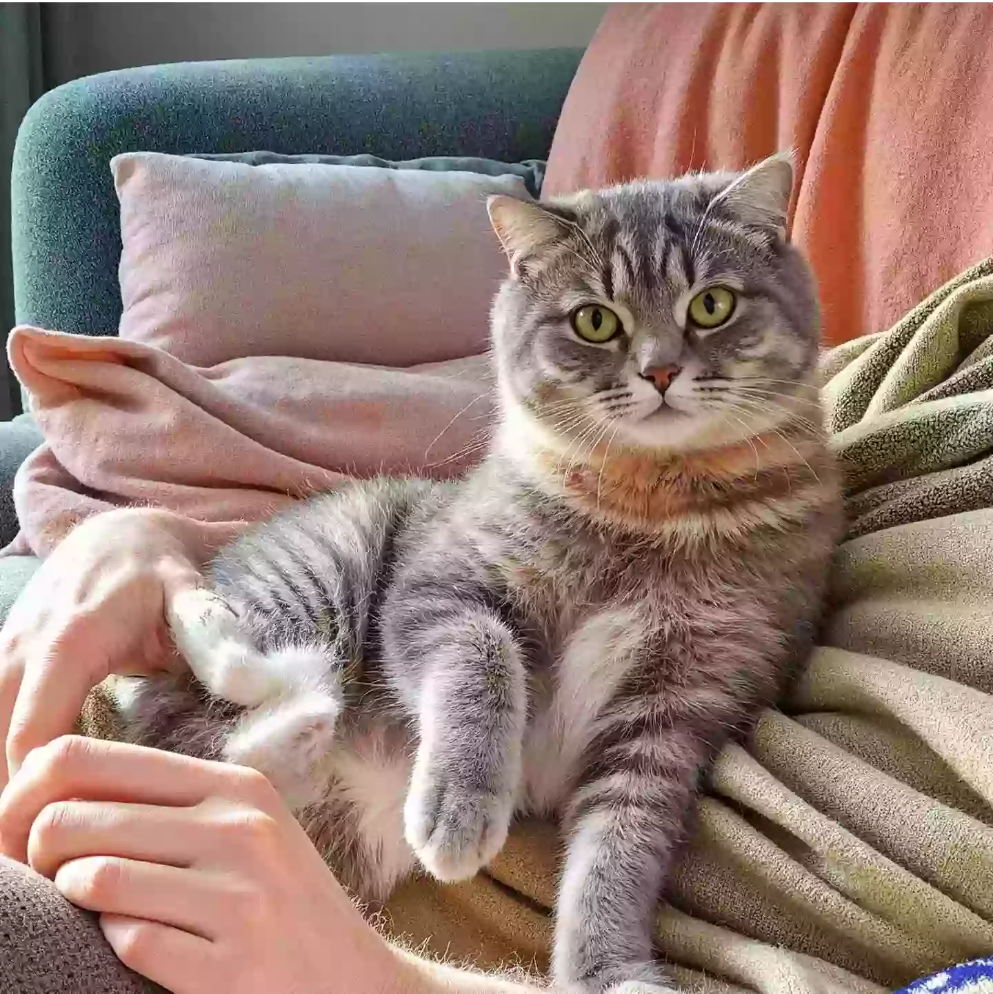 LoftyLoo grey cat sitting on owners lap looking at camera