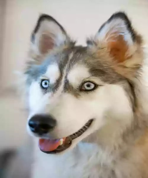 Husky dog looking at raised litter box