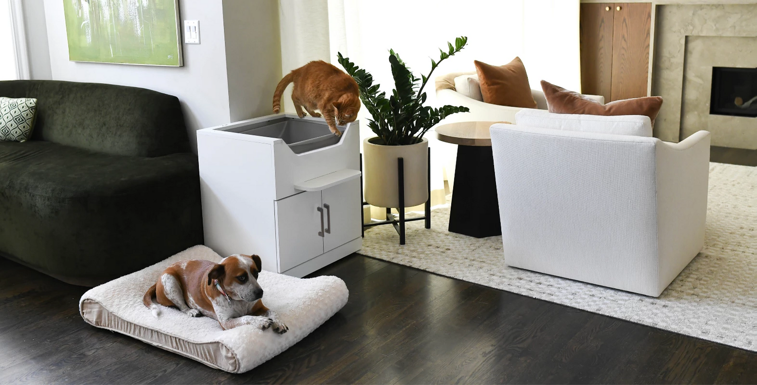 cat in luxury litter box with dog nearby