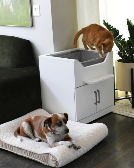 An orange tabby cat standing on a LoftyLoo raised cat litter box while looking down at a dog